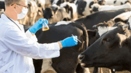 veterinary medicine company