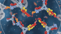 buy phospho antibody