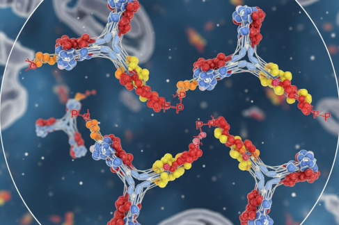 buy phospho antibody