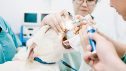 Pets dental scaling