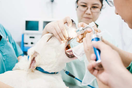 Pets dental scaling