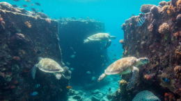 oahu best snorkel spots