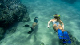 koh tao diving course