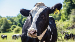 Veterinary Medicine Company in Karnataka