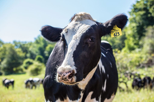 Veterinary Medicine Company in Karnataka