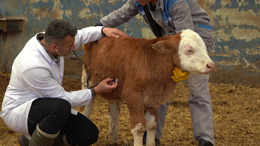 veterinary PCD franchise in Delhi