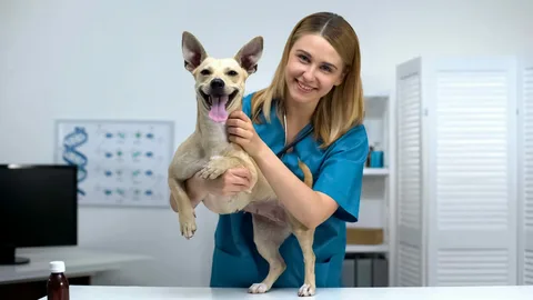 pet wellness check-up