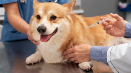 IVDD in dogs