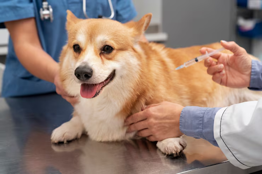 IVDD in dogs