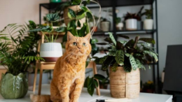 plants for gifting in bulk