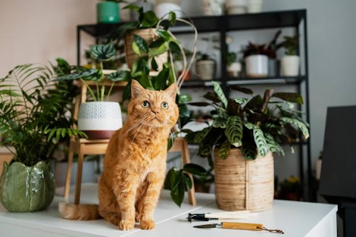 plants for gifting in bulk